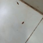 部分蟑螂尸体